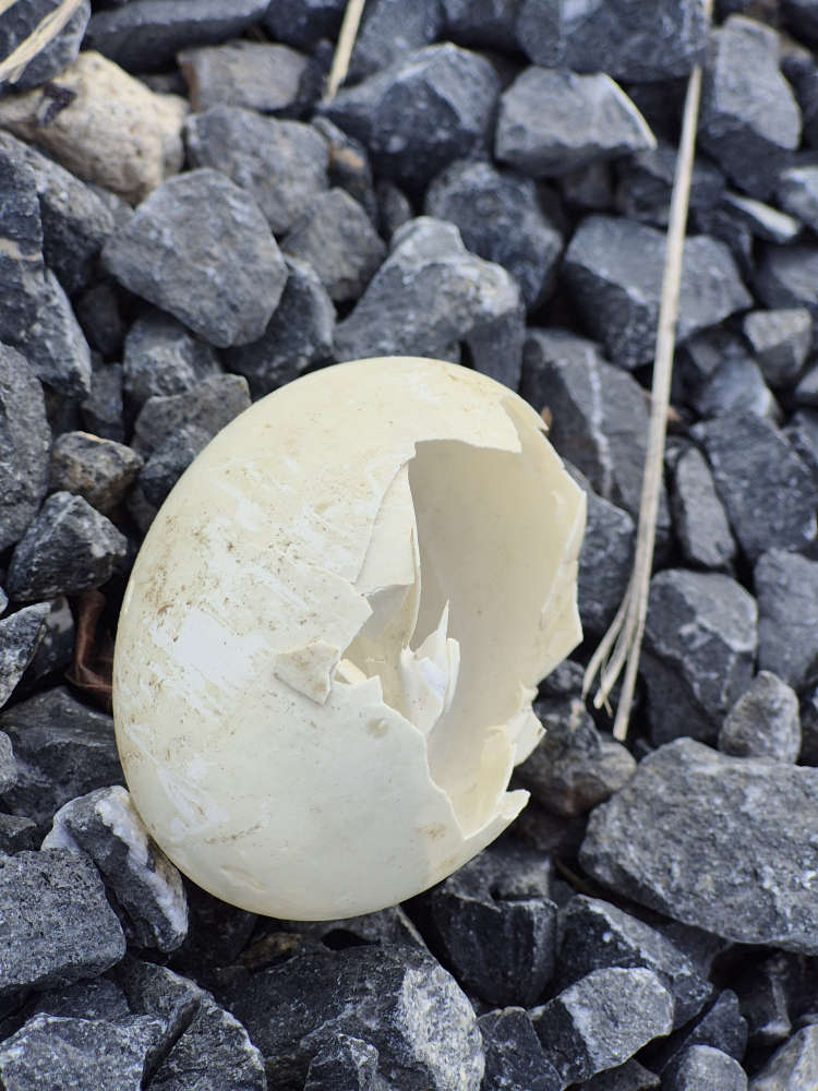 Do you like this egg?🦆🥚